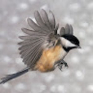 Meet your Posher, Henry